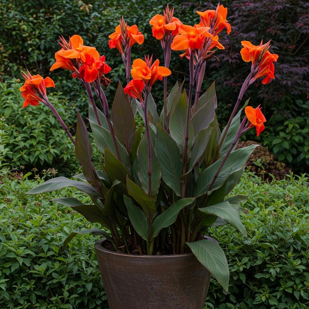 Dramatic Canna Lily Focus