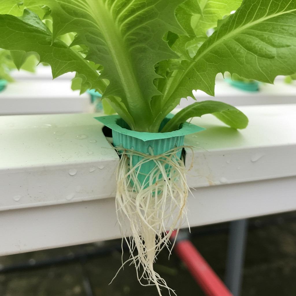 What Exactly Is Hydroponic Gardening?